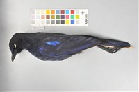 藏品(臺灣紫嘯鶇)的圖片